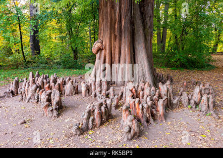 Kahlen Zypresse (Distichum Taxodium distichum) und mehrere Cypress Knie ragen aus dem Boden in einem Feuchtgebiet Stockfoto