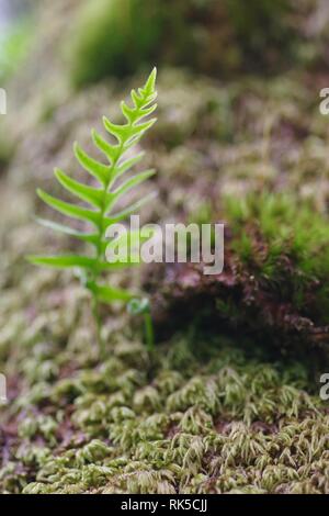 Polypodium vulgare, Eiche, Farn epiphytisch wachsende auf einer Trauben-eiche Baum in Wistmans Holz, Dartmoor National Park, zwei Brücken. Devon, UK. Stockfoto