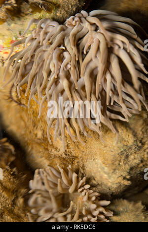 Eine snakelocks Anemone, Anemonia viridis, fotografiert in einem rockpool und teilweise durch die Wellen auf der Oberfläche verzerrt. Die snakelocks Anemone ist mehr c Stockfoto