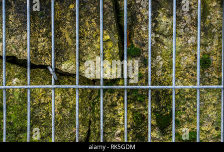 Metallkorb mit großen bemoosten Felsen gefüllt, schöner Garten Dekoration, natürlichen Hintergrund Stockfoto