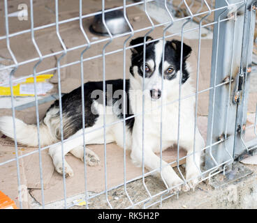 Obdachlosen Hund liegt im Tierheim, das Thema der Liebe und der Barmherzigkeit, den Tierschutz, die Dog Rescue, ehrenamtliche Arbeit Stockfoto
