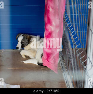 Kranken Hund liegt in der Ecke des Käfigs, das Thema der Liebe und der Barmherzigkeit, den Tierschutz, die Dog Rescue, ehrenamtliche Arbeit Stockfoto