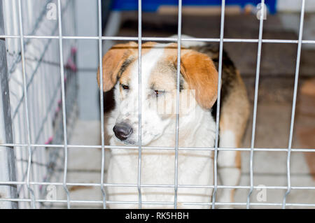 Porträt von einem Hund in einem Tierheim Käfig, der Nächstenliebe und der Barmherzigkeit Thema, Tierschutz, Tierheim, ehrenamtliche Arbeit Stockfoto