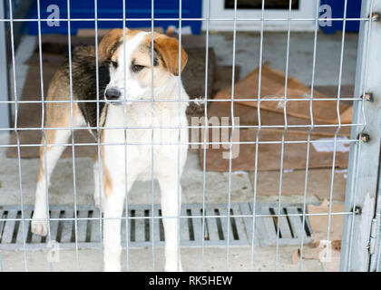 Obdachlose falten Hund im Tierheim Cage, das Thema der Liebe und der Barmherzigkeit, den Tierschutz, die Dog Rescue, ehrenamtliche Arbeit Stockfoto