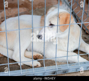 Weiß geretteten Hundes liegt im Tierheim Cage, das Thema der Liebe und der Barmherzigkeit, den Tierschutz, die Dog Rescue, ehrenamtliche Arbeit Stockfoto