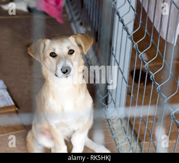 Portrait von beige schöner Hund im Tierheim Raster, das Thema Nächstenliebe und Barmherzigkeit, Tierschutz, Tierheim, ehrenamtliche Arbeit Stockfoto