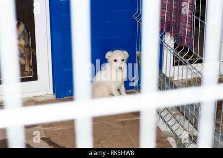 Weiß schöne Welpen im Tierheim, Nächstenliebe und Barmherzigkeit Thema, Tierschutz, Tierheim, ehrenamtliche Arbeit Stockfoto