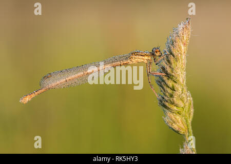 Schöne Natur Szene mit White-legged damselfly (Platycnemis pennipes). White-legged damselfly (Platycnemis pennipes) in der Natur Lebensraum. Stockfoto