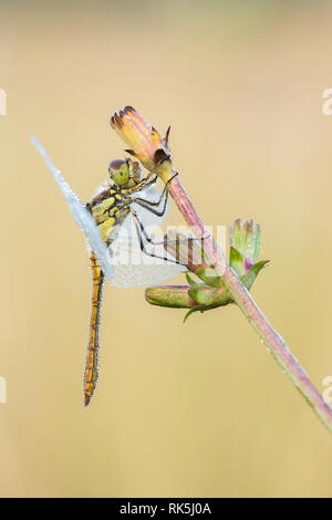 Schöne Natur Szene mit Libelle gekielt Skimmer (Orthetrum Coerulescens). Makroaufnahme der Libelle auf dem Gras. Dragonfly in der Natur Lebensraum. Stockfoto