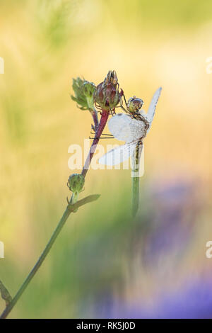 Schöne Natur Szene mit Libelle gekielt Skimmer (Orthetrum Coerulescens). Makroaufnahme der Libelle auf dem Gras. Dragonfly in der Natur Lebensraum. Stockfoto