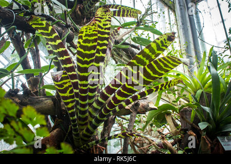 Zierpflanzen Vriesea splendens/flammendes Schwert Pflanze Stockfoto