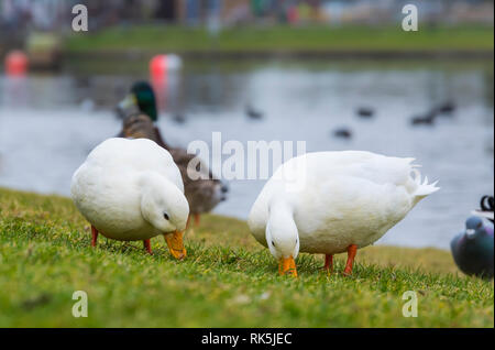 Paar domestizierte Drake weiß Call Enten (Anas Platyrhynchos), aka Coy Enten füttern von Gras auf dem Land im Winter in West Sussex, UK. Stockfoto