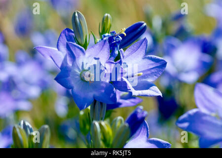 Harebell oder Schottische Glockenblumen (Campanula rotundifolia), in der Nähe eines Clusters von Blüten an einem Stiel. Stockfoto