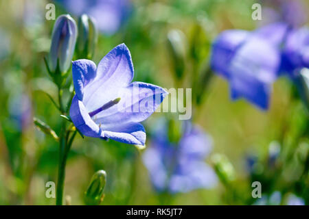 Harebell oder Schottische Glockenblumen (Campanula rotundifolia), Nahaufnahme, wie eine einzelne Blume mit Knospen. Stockfoto