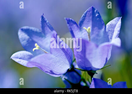 Harebell oder Schottische Glockenblumen (Campanula rotundifolia), in der Nähe von zwei Blumen mit geringer Tiefenschärfe. Stockfoto