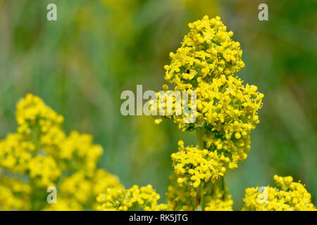 Lady's Bedstraw (galium Verum), in der Nähe eines Clusters von Blumen Übersicht detail. Stockfoto