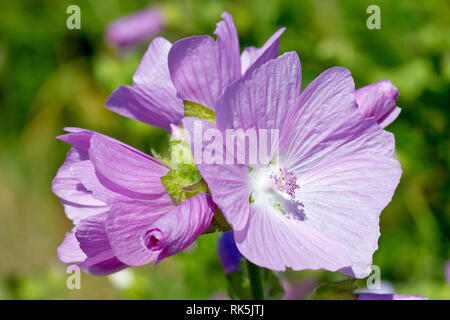 Moschus Malve (Malva moschata), in der Nähe einer blühenden Leiter der Gemeinsamen rosa Sorte. Stockfoto