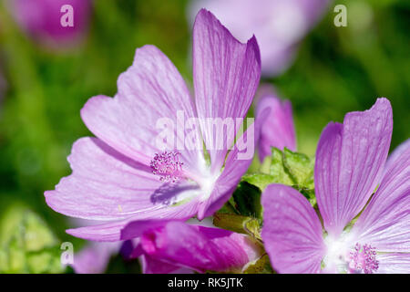 Moschus Malve (Malva moschata), Nahaufnahme der Blüte von vielen. Stockfoto