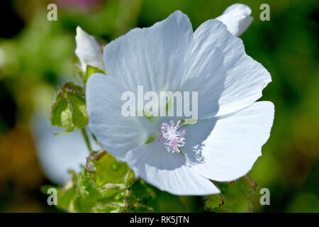 Moschus Malve (Malva moschata), in der Nähe von einer einzigen Blume der weniger häufig weiße Sorte.. Stockfoto
