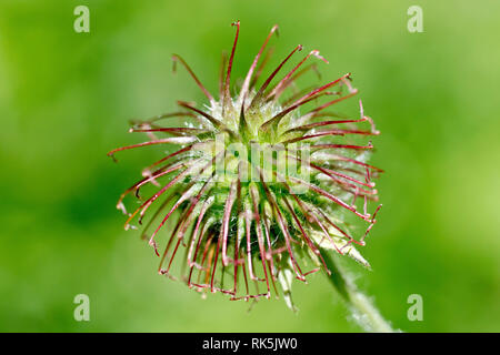 Holz Avens oder Kraut Bennett (geum urbanum), Nahaufnahme der stacheligen Samen Kopf durch die Anlage produziert. Stockfoto