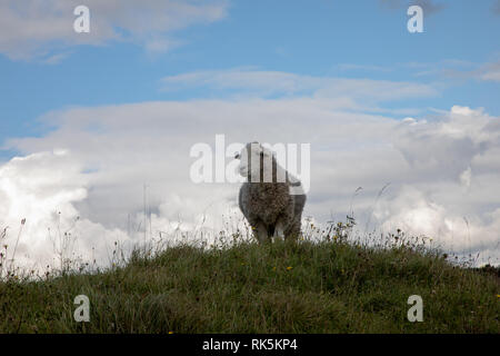 Einsame Herdwick-schafe National Nature Reserve Winchester Hill - auf einem grasbewachsenen Hügel blauer Himmel Stockfoto