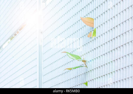 Laub wächst seine Weise durch die metallic grau Zaun in den Strahlen der Sonne. Das Konzept der Opposition zu Natur und Industrie Stockfoto