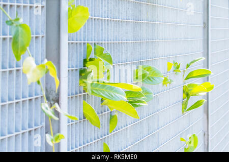 Laub wächst seine Weise durch die metallic grau Zaun in den Strahlen der Sonne. Das Konzept der Gegenüberstellung von Natur und Technik Stockfoto