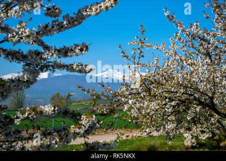 San Lorenzo Snowy Mountain Peak unter Cherry Zweigen und Blumen. Sring in La Rioja. Stockfoto