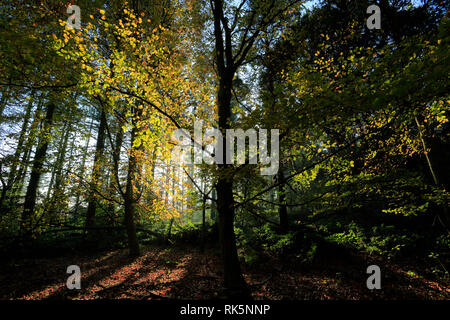 Herbst Baum Vordach an der Holme Fen SSSI, Holme, Cambridgeshire, England, Großbritannien Stockfoto