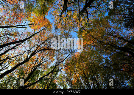 Herbst Baum Vordach an der Holme Fen SSSI, Holme, Cambridgeshire, England, Großbritannien Stockfoto