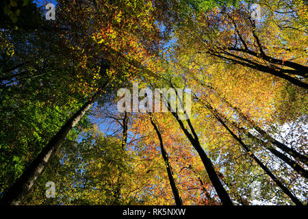 Herbst Baum Vordach an der Holme Fen SSSI, Holme, Cambridgeshire, England, Großbritannien Stockfoto