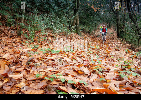 PISA, Italien - 12. JUNI 2009: Unbekannter Radfahrer in der Pfade des Berges Gewächshaus (Monte Serra) im Herbst Zeitraum, Pisa, Toskana Stockfoto