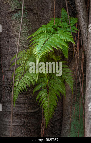 Farnblätter wachsen auf Ficus elastischem Baumstamm Stockfoto