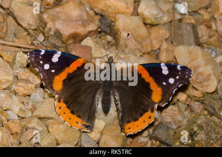 Red Admiral, Vanessa atalanta Stockfoto