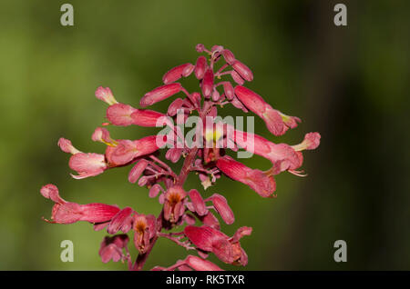 Rote Roßkastanie, Aesculus Pavia Stockfoto