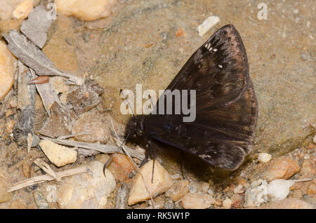 Juvenals Duskywing, Gesta juvenalis, männliche Schlammpfütze Stockfoto