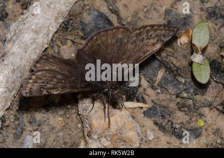 Juvenals Duskywing, Gesta juvenalis, männliche Schlammpfütze Stockfoto