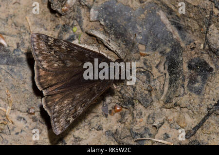 Juvenals Duskywing, Gesta juvenalis, männliche Schlammpfütze Stockfoto