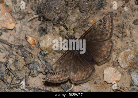 Juvenals Duskywing, Gesta juvenalis, männliche Schlammpfütze Stockfoto