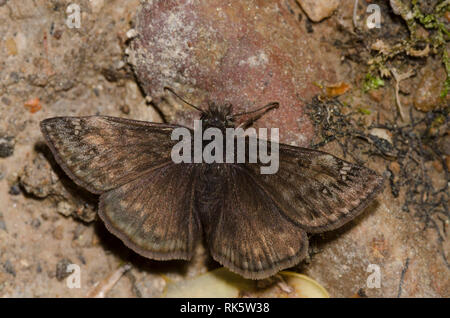 Juvenals Duskywing, Gesta juvenalis, männliche Schlammpfütze Stockfoto