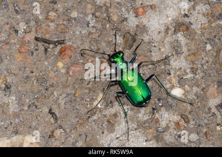 Six-Spotted Tiger Beetle, Cicindela sexguttata Stockfoto