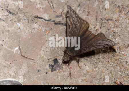 Juvenals Duskywing, Gesta juvenalis, männliche Schlammpfütze Stockfoto