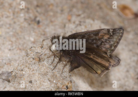 Juvenals Duskywing, Gesta juvenalis, männliche Schlammpfütze Stockfoto