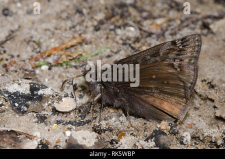 Juvenals Duskywing, Gesta juvenalis, männliche Schlammpfütze Stockfoto