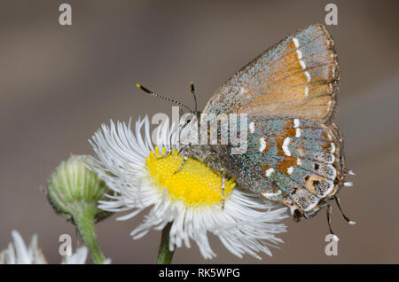Juniper Hairstreak, Callophrys gryneus, nectaring von berufskraut, Erigeron sp.
