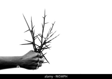 Blumenstrauß aus Akazienholz Dornen (Gleditsia triakantnos) in männlicher Hand auf einem weißen Hintergrund. Stockfoto