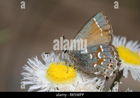 Juniper Hairstreak, Callophrys gryneus, nectaring von berufskraut, Erigeron sp.
