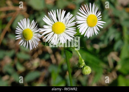 Drei Daisy Blumen und ein sprößling Stockfoto