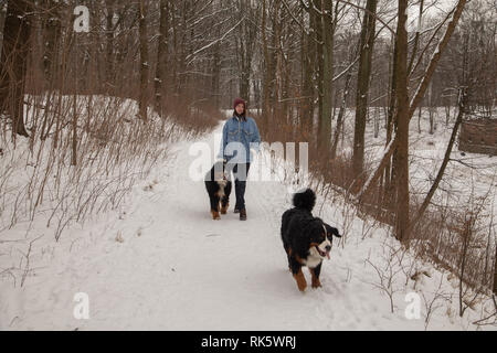 Junge Frau im Winter Wald mit Berner Sennenhunde zu Fuß Stockfoto