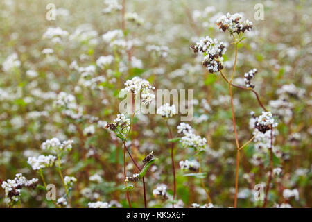 Blühende Pflanze wächst Buchweizen in der Agrarwirtschaft. Blühende Pflanze wächst Buchweizen in der Agrarwirtschaft. Buchweizen Blume zieht Polli Stockfoto